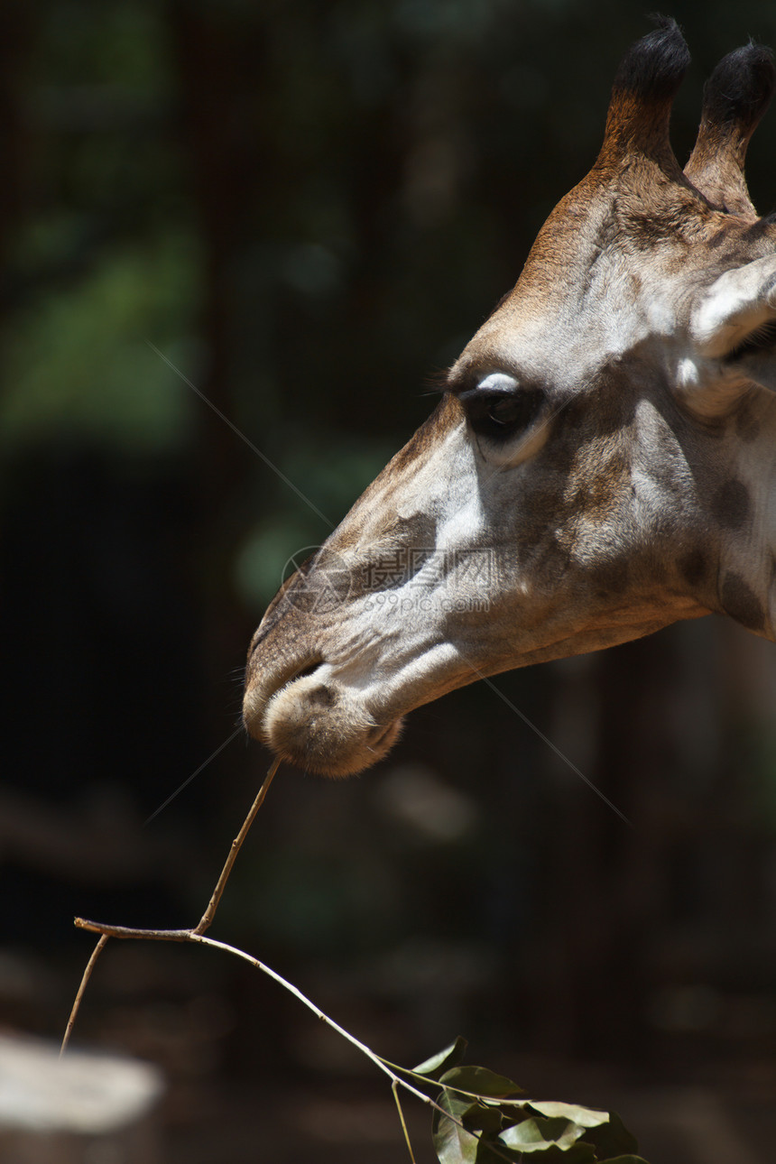 吉拉菲土地野生动物栖息地公园旅行季节情怀动物动物园国家图片