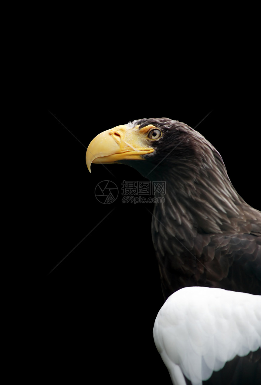 Eagle 纵向图片