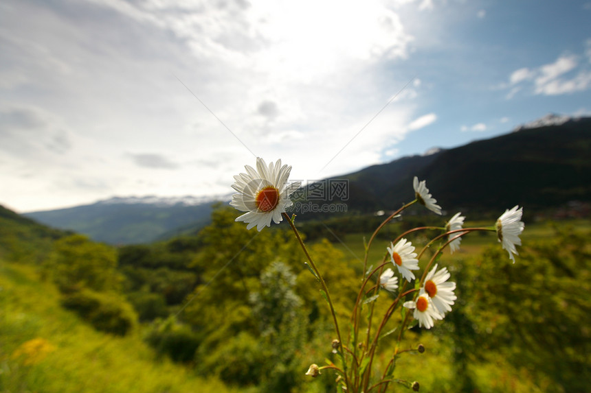 阿尔卑斯山脉的美丽卡米尔环境场地植物运动叶子耳朵高地昆虫花瓣雏菊图片