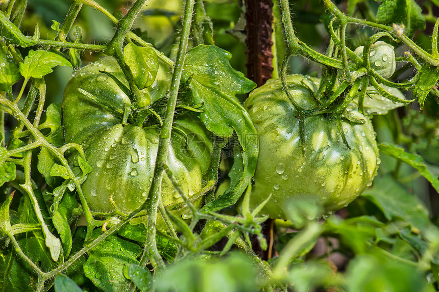 露露中的绿番茄叶子食物农业雨滴蔬菜花园植物生产宏观生长图片