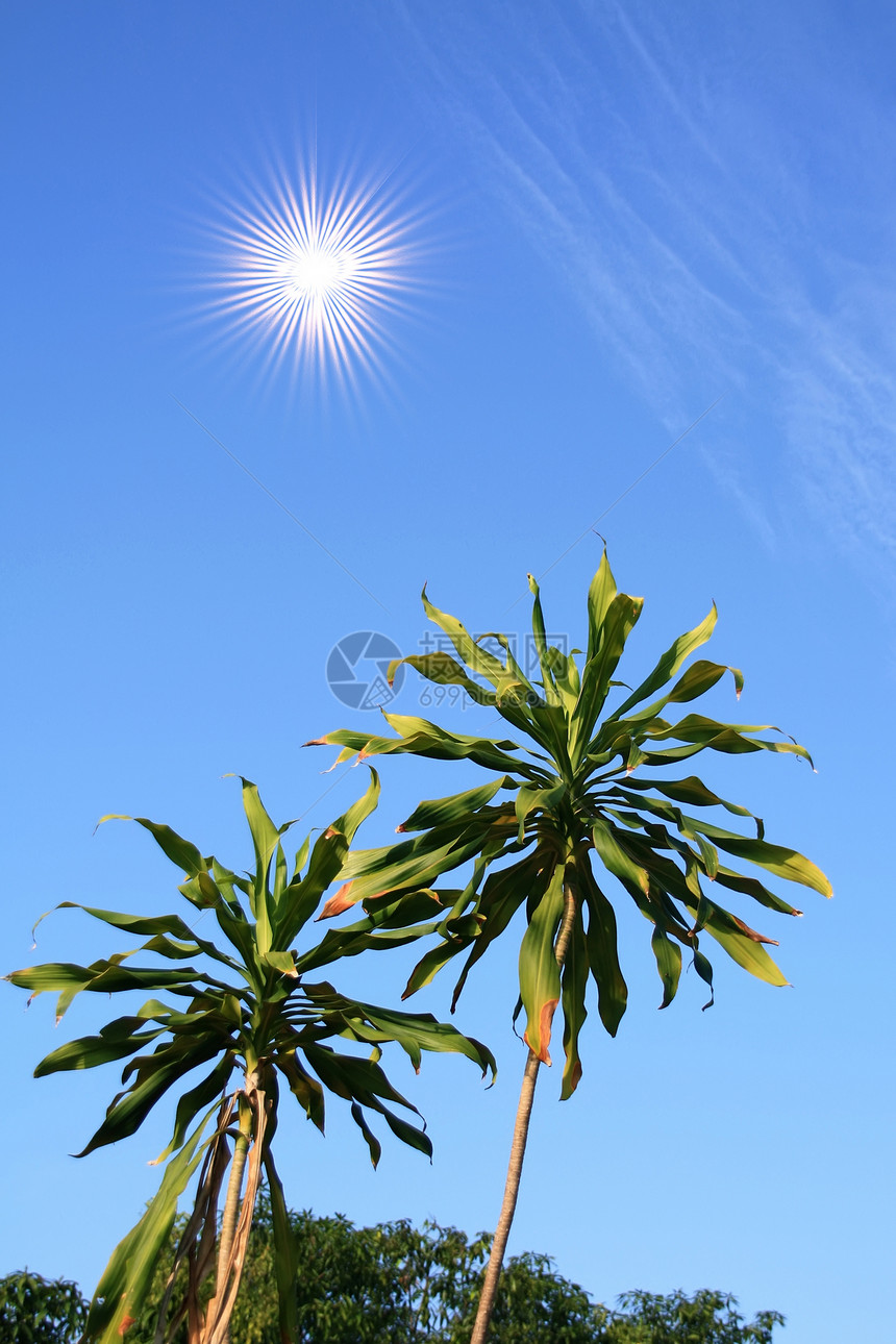 坚持在阳光下天空射线花园热带植物群棕榈晴天宏观太阳环境图片