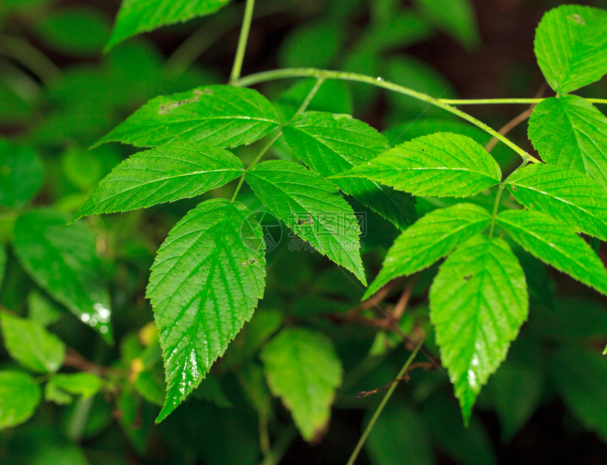 湿绿色叶叶草本植物天气反射环境宏观植物雨滴水滴叶子露珠图片