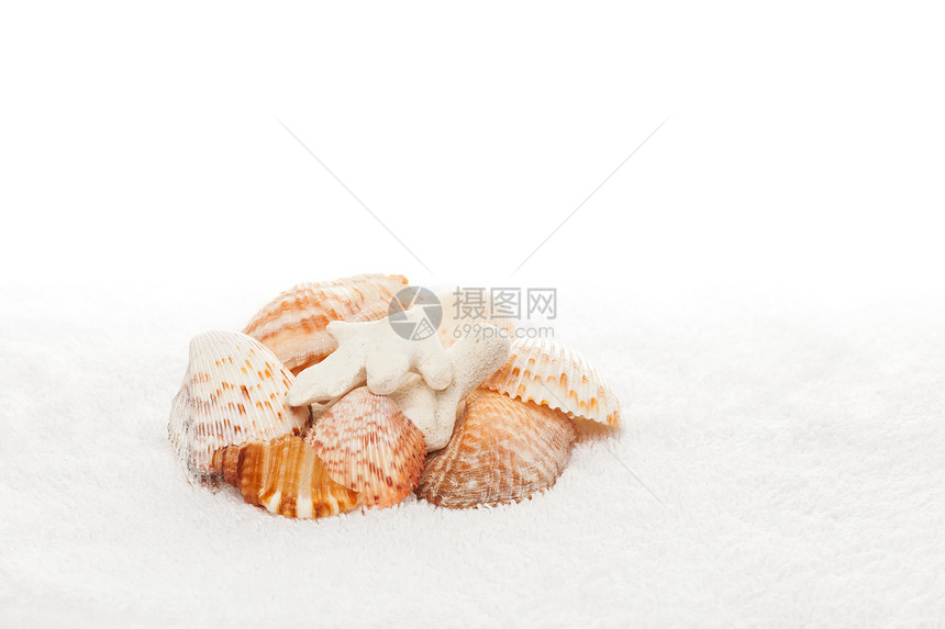 带复制空间的白色毛巾背景上的海壳和珊瑚图片