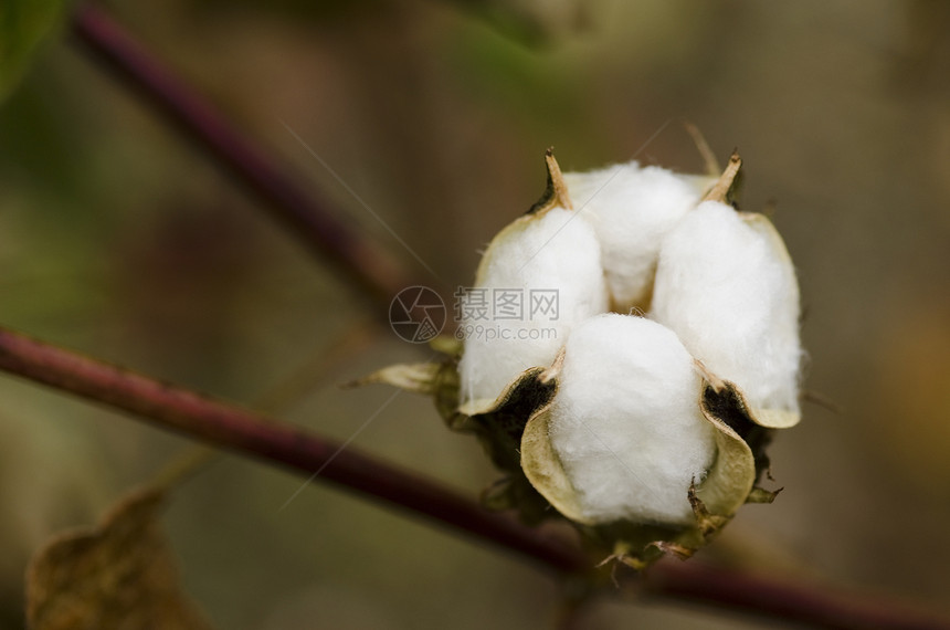 特写一个棉花厂枝条棉布环境纺织品纤维灌木过敏柔软度植物学织工图片