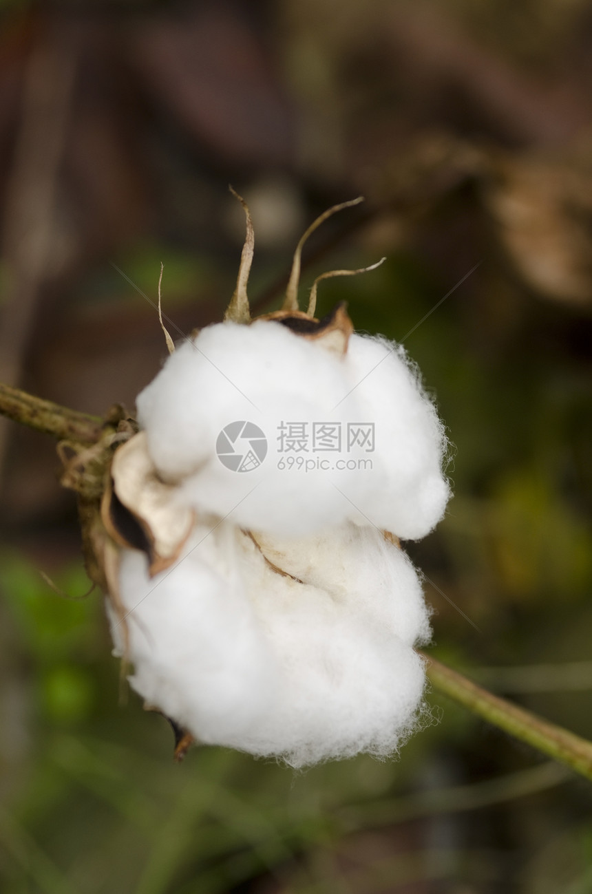 特写一个棉花厂植物胶囊棉布农场纤维织工柔软度材料纺织品枝条图片