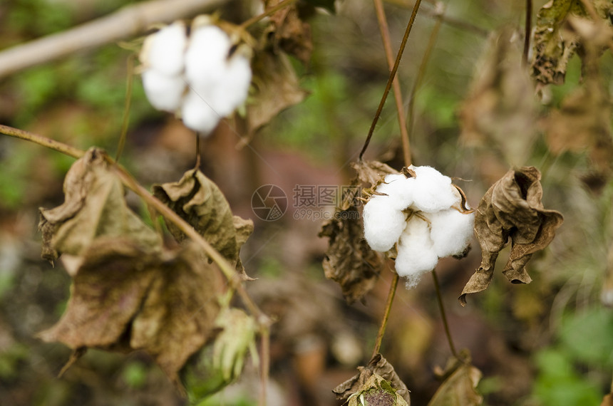特写一个棉花厂灌木环境农场生长柔软度纺织品过敏枝条植物学宏观图片