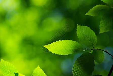 树叶植物宏观树木生长绿色背景图片