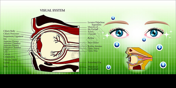 神经肌肉再教育视觉系统及眼解剖图示背景说明插画