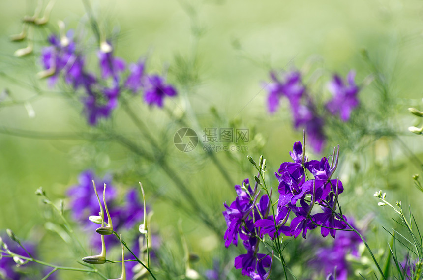 花蓝色毛茛花园花瓣公园阴影森林植物植物群宏观图片