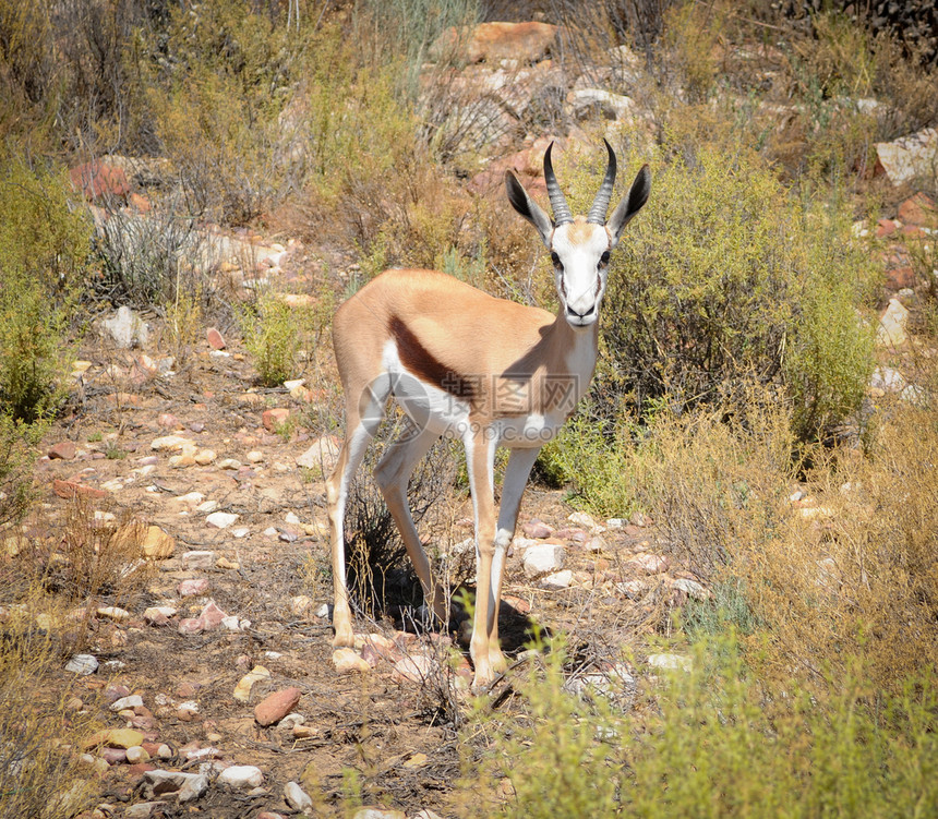 南非成人野生动物公园栖息地哺乳动物衬套动物食草沙漠跳羚图片