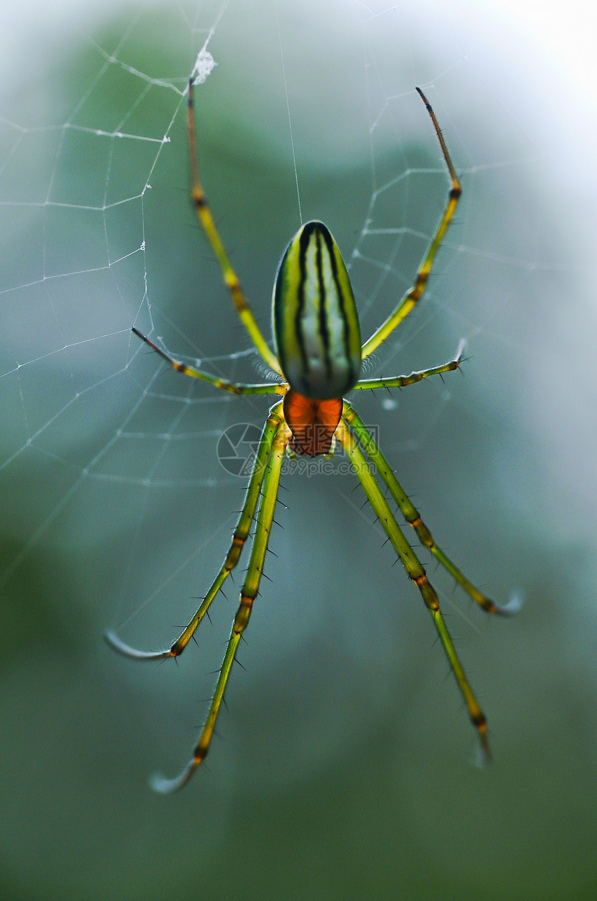 蜘蛛网中的蜘蛛网络旋转湿地沼泽地昆虫陷阱香蕉野生动物图片