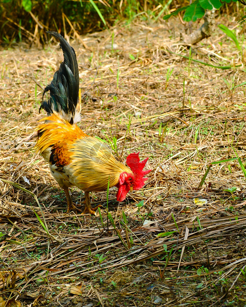 鸡季节农场国家公鸡动物群母鸡生活动物生物小鸡图片