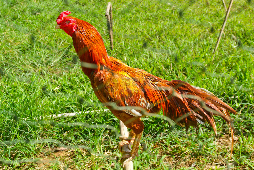 鸡生活生物小鸡乡村家禽生产流感动物棕色季节图片