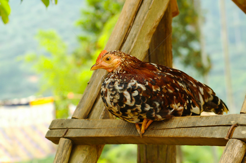 鸡鸟类国家公鸡梳子家畜生产乡村动物群流感农场图片
