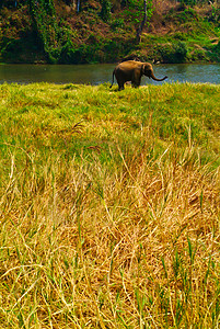 大象来到水域阿多小牛高清图片