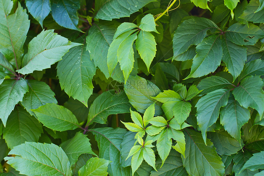 绿树叶背景生活刀刃静脉活力生物学宏观花园植物环境园艺图片