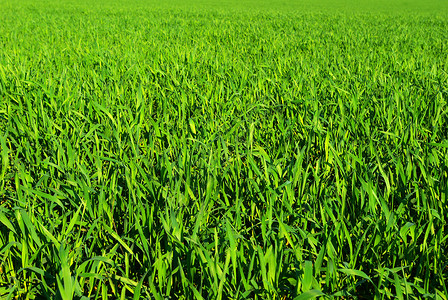 subn 纹理活力植物绿色生长草地背景图片