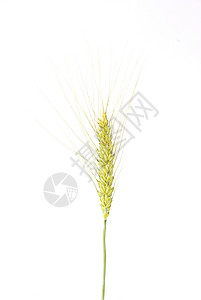 小麦耳生长尖刺白色农业玉米植物耳朵生产黄色背景图片