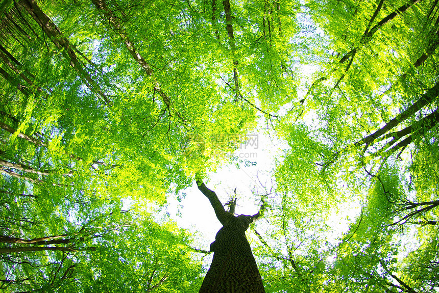 自然森林宏观叶子环境植物树木树叶生长绿色图片
