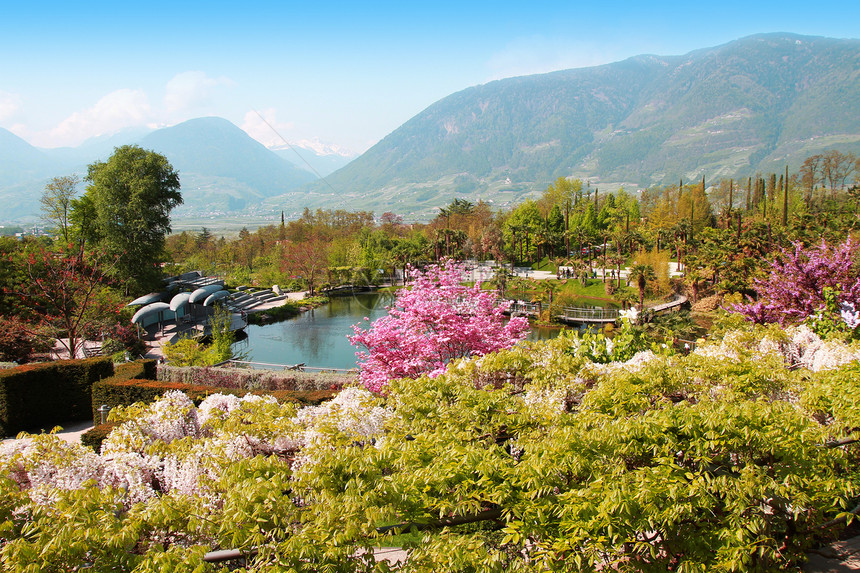 自然草地草原蓝色植被晴天花朵风景环境生态植物群图片