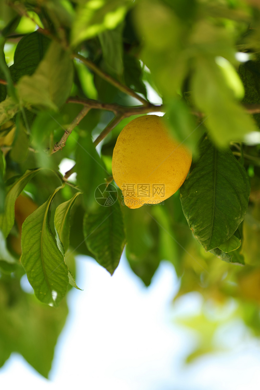 柠檬密闭阳光背景种植园果汁食物植物水果照射树林收成图片