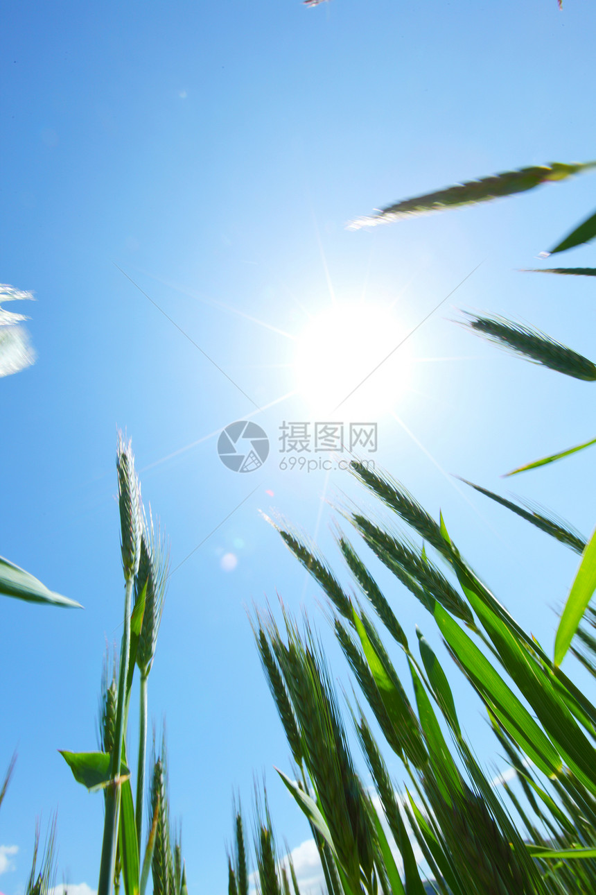 小麦夏季田植物谷物农业耳朵天空花朵玉米稻草农场甘菊图片