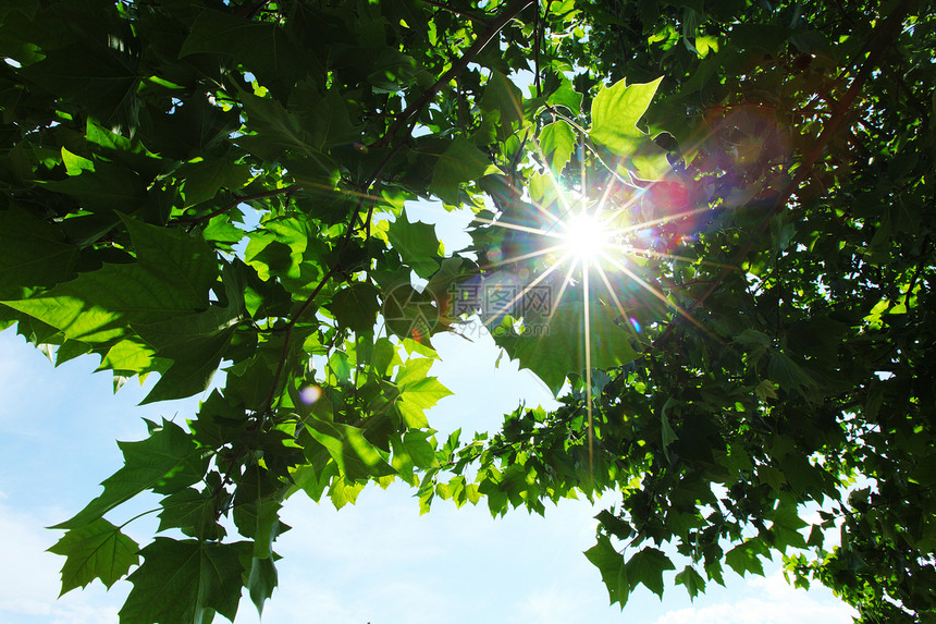 绿叶和太阳天空射线叶子公园山毛榉浆果环境植物学树叶日落图片