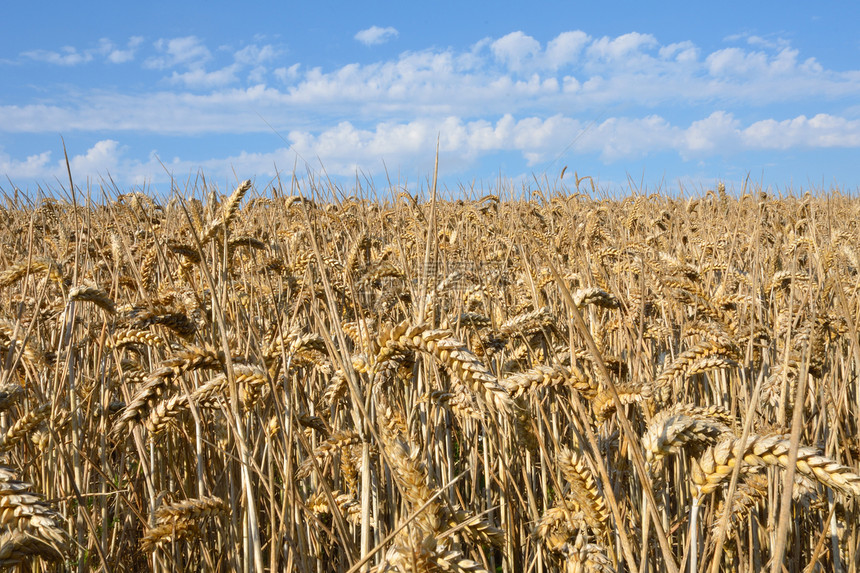 小麦田金子粮食植物生产小麦场景玉米蓝色土地农场图片