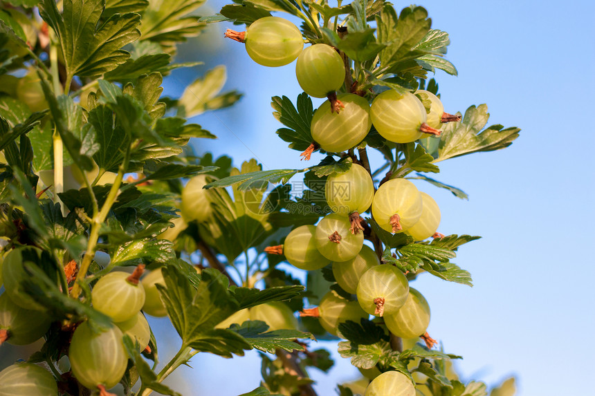 鹅莓在树枝上成熟果树生长食物果园营养水果绿色维生素灌木水果商图片