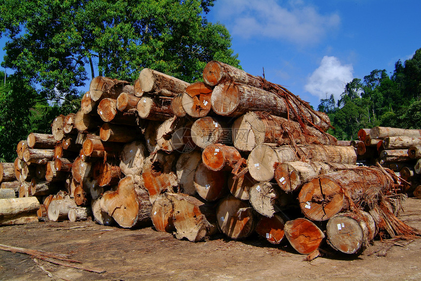 堆叠的木材松树日志木头库存团体柴堆图片