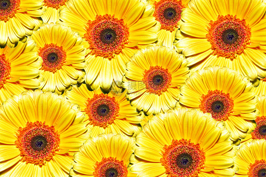 鲜花背景植物学晴天黄色向日葵花粉花瓣植物宏观美丽种子图片