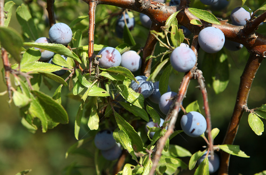 蓝莓礼物宏观荒野蓝色叶子食谱圆圈芦荟蔬菜农场图片