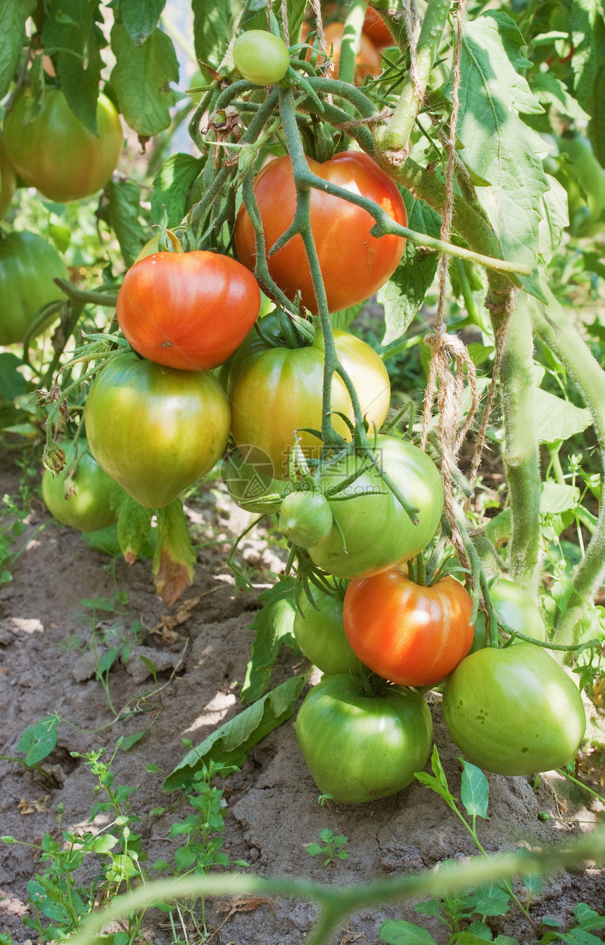 番茄的丰富结实红色农业蔬菜植物制造业叶子收成食物水平产品图片