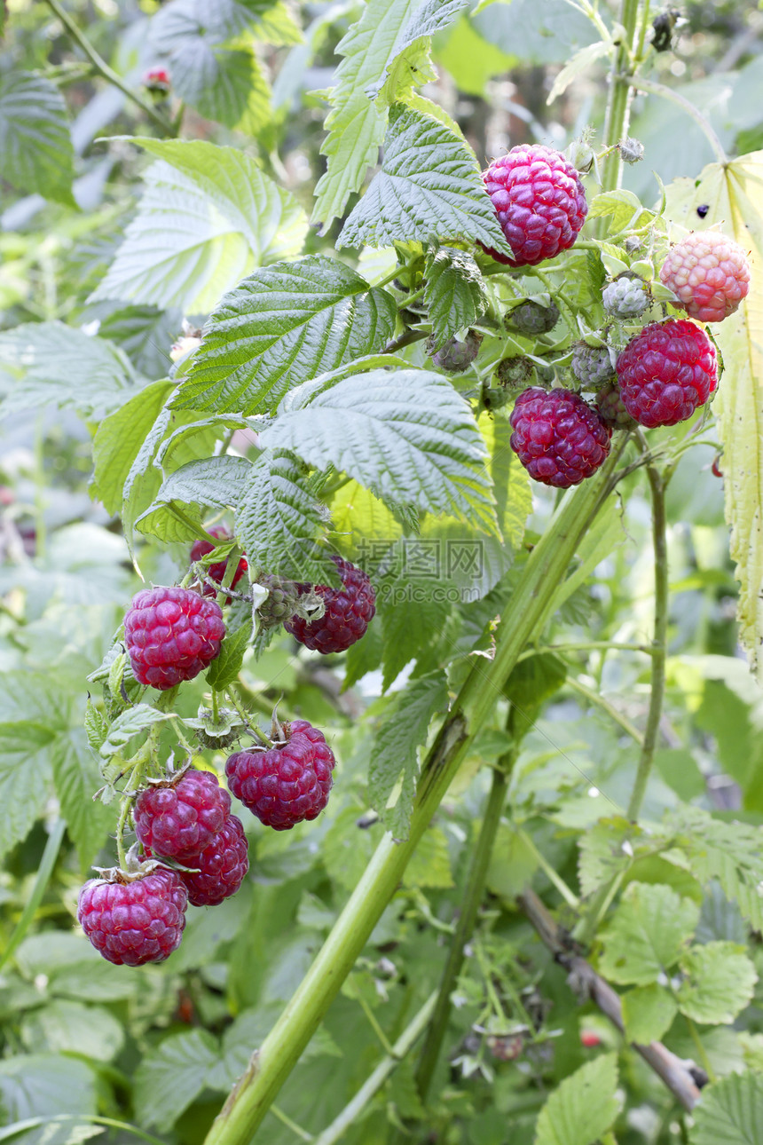 草莓浆果照片成长食物衬套园艺植物美味荒野红色框架图片