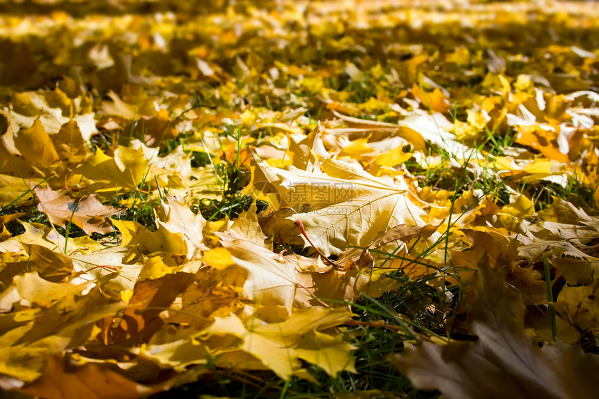 秋瀑季节生长叶子公园天空金子植物学环境地面太阳图片