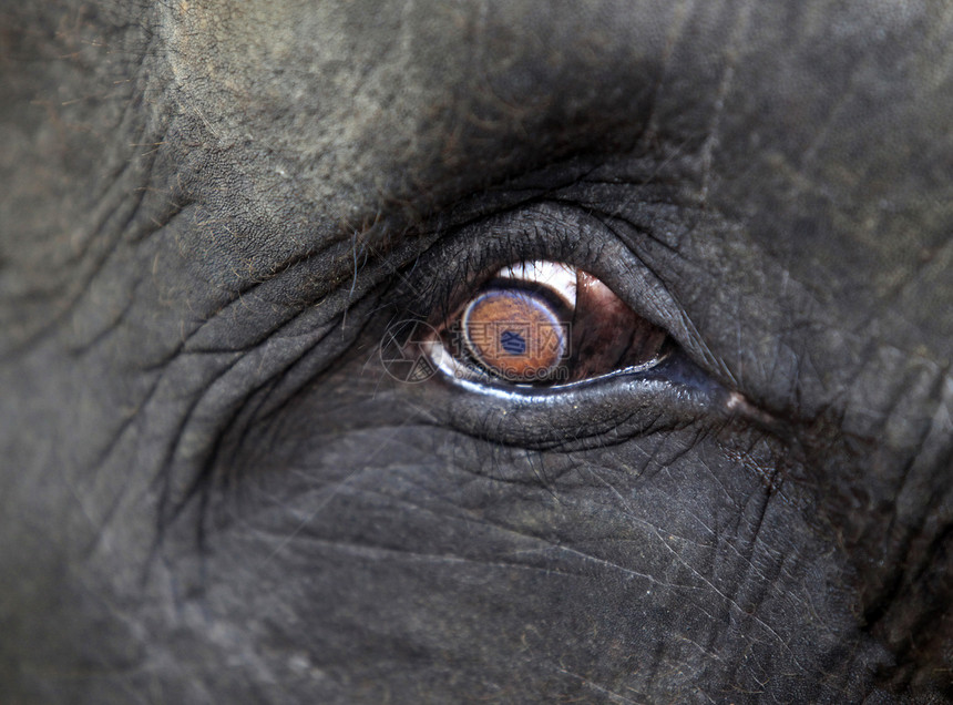 大象眼闭眼棕色灰色皮肤黄色斑点树干冒充眼睛哺乳动物动物园图片