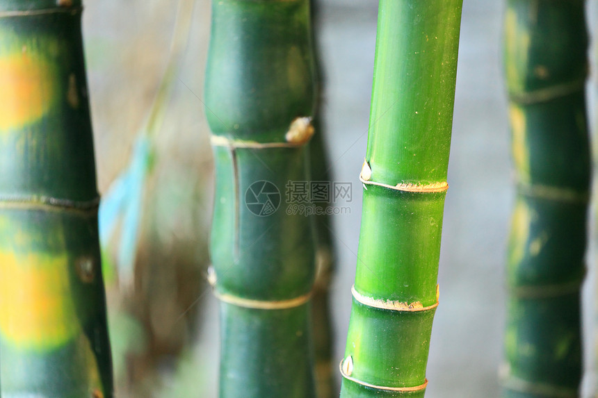 竹子文化环境生长场景运气丛林热带叶子生活花园图片