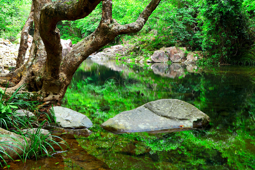 丛林中的树木和林里的水晴天石头环境叶子瀑布旅行溪流墙纸公园流动图片