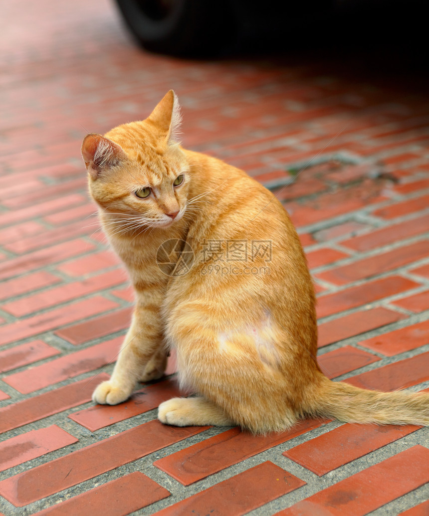 猫咪幼兽毛皮动物小猫食肉宠物猫科图片