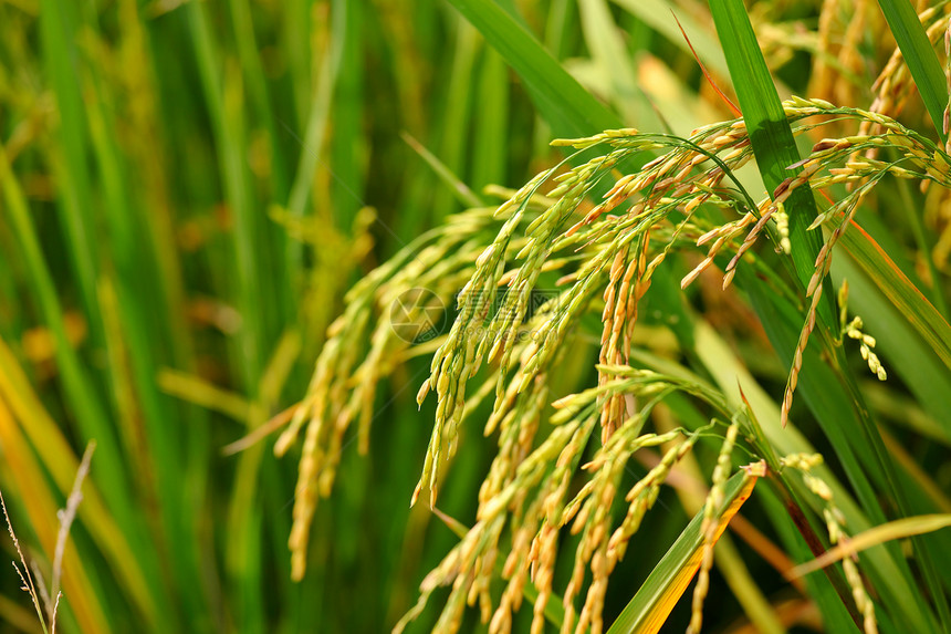 稻田主食生产粮食场地灌溉收成种子谷物农业农村图片