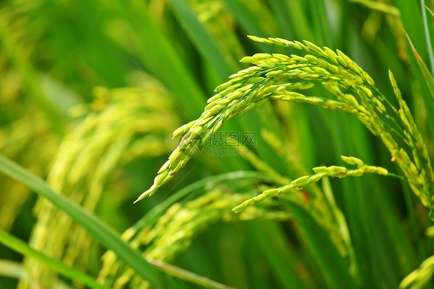 稻田培育粮食反射收成植物生长季节种子灌溉栽培图片