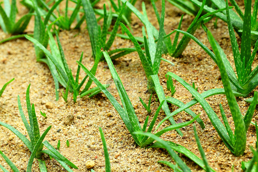 Aloe vera 字段场地肉质护理卫生热带植被种植园芦荟保健草本图片