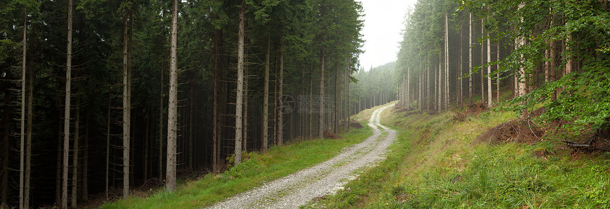 森林中转向道路图片