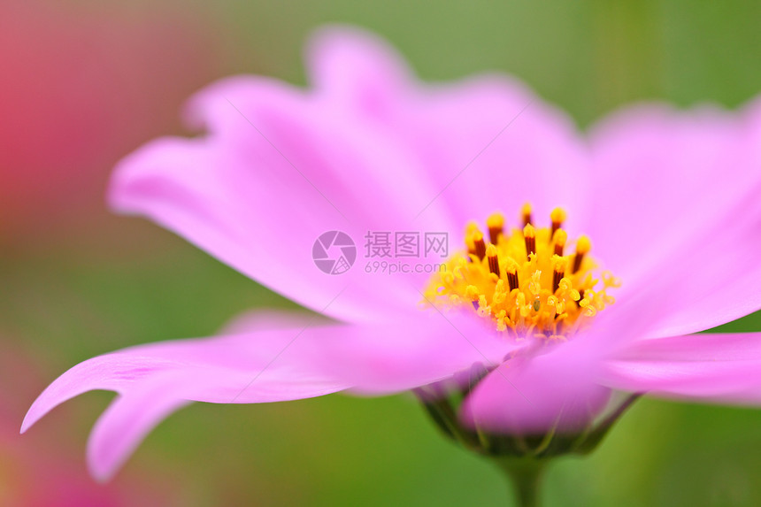 开花环境宏观宇宙花园院子星科背景荒野花瓣季节图片