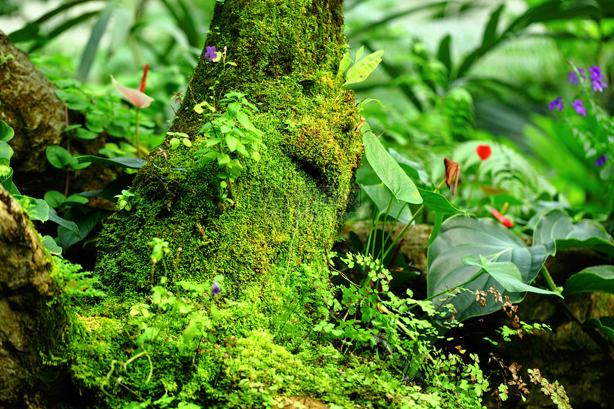 热带雨林景观阳光植物群木头荒野丛林叶子公园热带树干环境图片