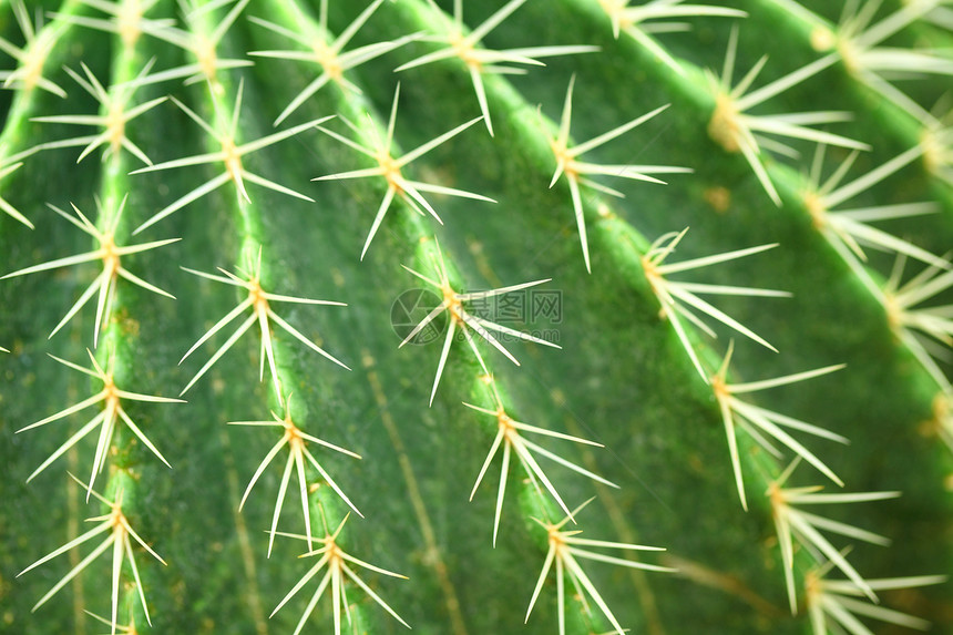 仙人掌特写植物学叶子危险生长植物宏观沙漠花园金子生活图片