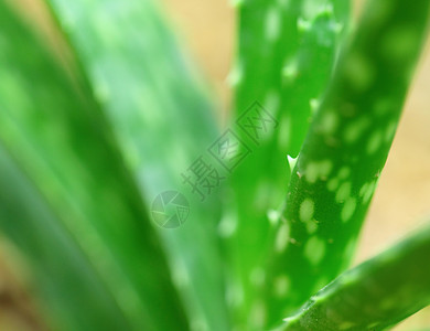 库拉索芦荟芦荟护理愈合药品绿色植物皮肤草本生长草本植物园艺背景
