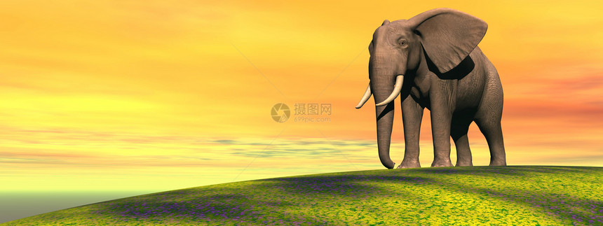 大象太阳獠牙森林地形哺乳动物厚皮旅游巨头力量象牙图片
