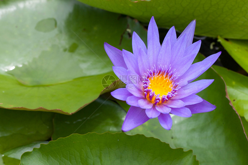 莲花蓝色工作紫色公园食物池塘温泉森林百合热带图片