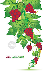 红葡萄生长食物花园收成植物藤蔓酒厂插图水果边界插画